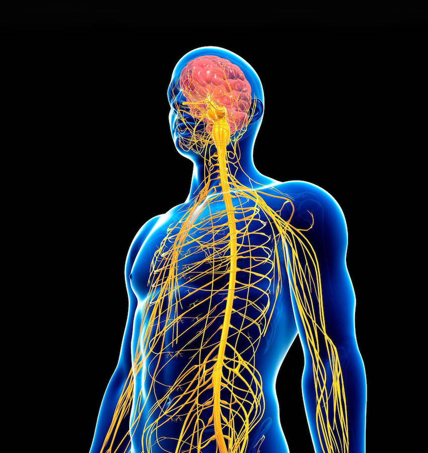 Ilustración del sistema nervioso en un torso masculino